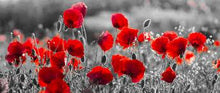 Load image into Gallery viewer, Flanders Fields Towel  - Black and White w/ Red Poppies Beach Towel 30x60
